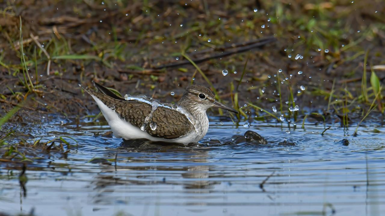 På bild är en badande fågel vid Hallandskusten. Sverige anklagas för att inte skydda den biologiska mångfalden enligt fågeldirektivet.