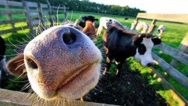 EU:s landsbygdsprogram står inför en ny verksamhetsperiod 2014 - 2020. Nu föreslås i en utredning att Sverige byter inrikting på hur stödet ska fördelas på den svenska landsbygden.