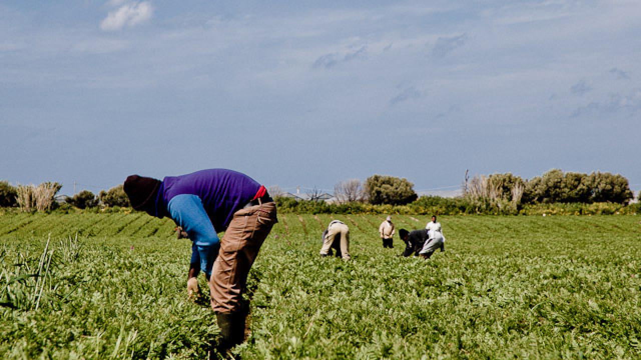 Några arbetare från Afrika jobbar på ett fält på Sicilien. Arkivbild.