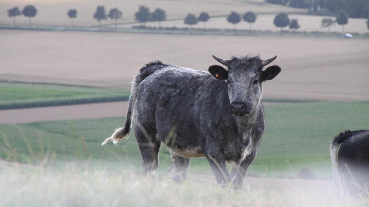 Ko på fransk landsbygd. Arkivbild.