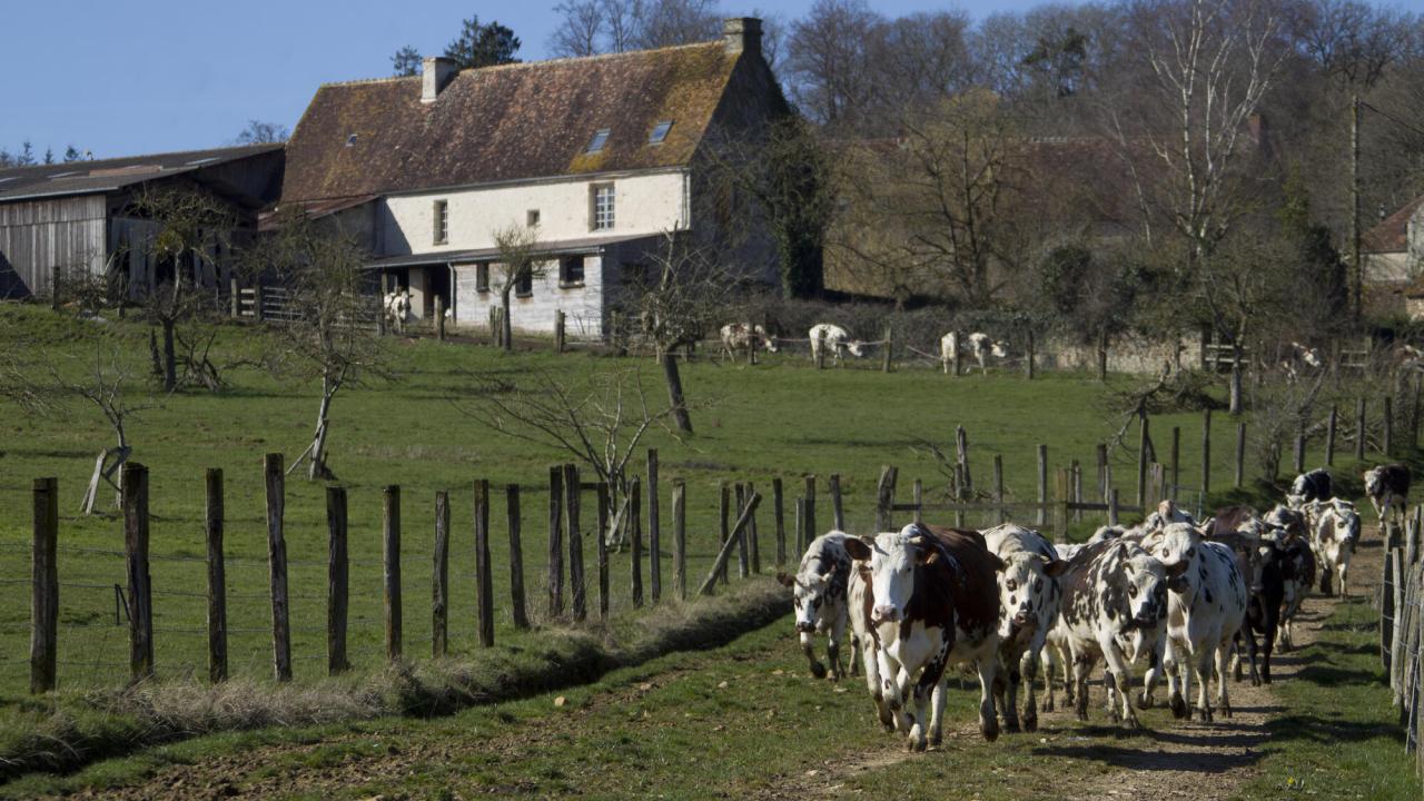 Jordbruket står för 53 procent av metanutsläppen i EU. Arkivbild.